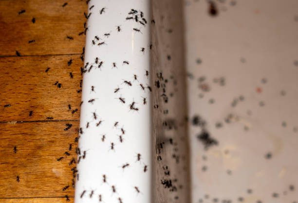 Insect Control in West Liberty, IA